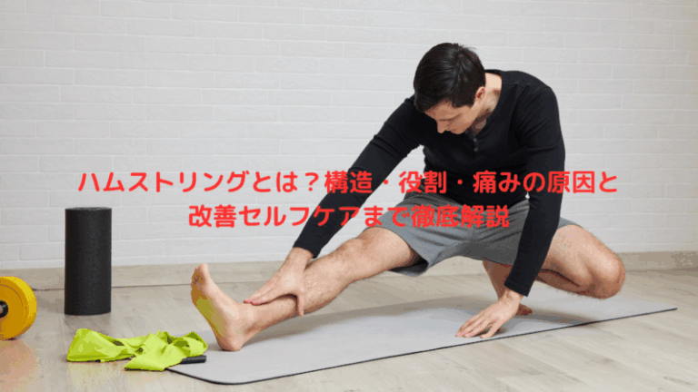 ハムストリングとは？構造・役割・痛みの原因と改善セルフケアまで徹底解説